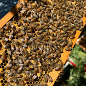 Profile Picture of NewBees Honey (@New-BeesHoney) on Youtube