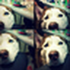 Profile Picture of %u897F%u897F %u6797 (@lin cc) on Flickr