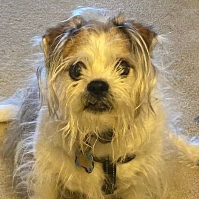 Profile Picture of Mark Frazee (@MarkFrazee12) on Twitter