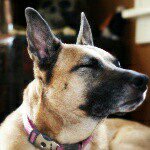 Profile Picture of Casey & Agnes (@dogsnotdrugs) on Instagram