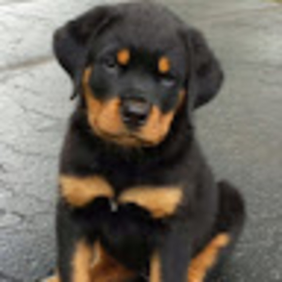 Profile Picture of Madelyn Swayer (@madelynswayer) on Poshmark