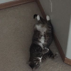 Profile Picture of Nicolas Martuch (@nicolasmartuch) on Tiktok