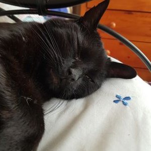 Profile Picture of Gill Howard (@GillHoward7) on Twitter