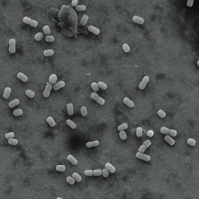 Profile Picture of Adam Perez (@KennerLander) on Twitter