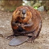 Profile Picture of Bruce Bronson (@brucethebeaver) on Tiktok