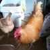 Profile Picture of Sherrie ChickenFarm (@crazychickenlady2) on Facebook
