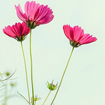 Profile Picture of Abdul-aziz Al-busaidi (@قلب طفل) on Flickr