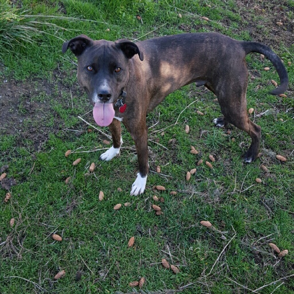 Profile Picture of Quentin Zumhofe (@qnutz1) on Poshmark