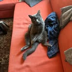 Profile Picture of Paul Westerberg (@Paul-Westerberg) on Facebook