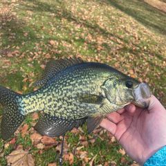 Profile Picture of Chase Gobel (@chase.gobel) on Tiktok
