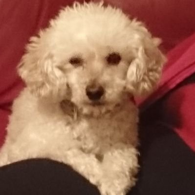 Profile Picture of Clare Mowforth (@lilmissmow1977) on Twitter