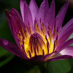 Profile Picture of Wj_wang (@wj_wang) on Flickr