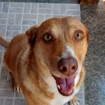 Cacau 😍 Nutella 🤨 Paçoca 😇  Caramelo 🤪         Laka 🙃 Mariola 😎 - Instagram Profile Picture of Cacau 😍 Nutella 🤨 Paçoca 😇  Caramelo 🤪         Laka 🙃 Mariola 😎 (@docematilha) on Instagram