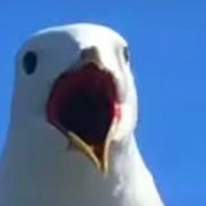 Profile Picture of wonderful capybara123 (@toccarabrown) on Tiktok