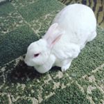 Profile Picture of Opal (@opal_rose_1578) on Instagram