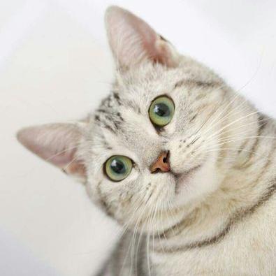 Profile Picture of Mike Morabito (@0bc414b37c3243b) on Twitter