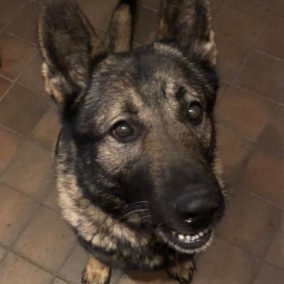 Profile Photo of RPD Brodie  💩 Social Media Influenceron Twitter