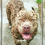 Profile Picture of manny Romana (@mannyromana) on Instagram