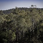 Profile Photo of Leard State Forest (@leardstateforest) on Flickr