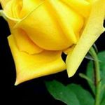 Profile Picture of Sunil Jacob (@sunil.jacob.182) on Instagram