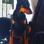 Profile Picture of Arnold Wüthrich (@arnisbest) on Instagram