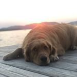 Fenway James Kafka - Instagram Profile Picture of Fenway James Kafka (@goodboy_fenway) on Instagram