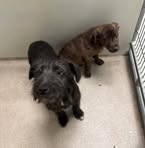 Profile Picture of Denise Keller Robin (@Denise-Keller-Robin) on Facebook