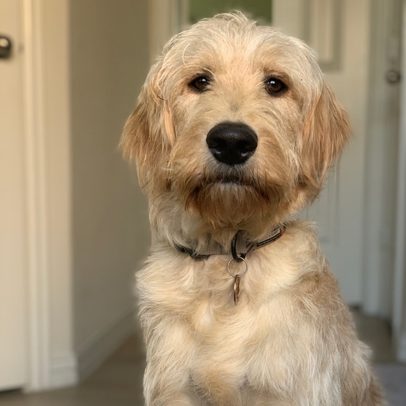 Profile Picture of Desirae Stevens (@desiraestevens) on Poshmark