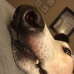 Profile Picture of Carly Shanks (@houndlady1) on Instagram