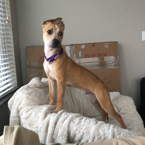 Profile Picture of Lex Harrison (@karold09) on Poshmark