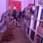 Profile Picture of Todd And Patches (@toddandpatches) on Instagram
