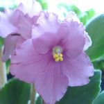 Profile Picture of Julie Grisham (@sandhills.gardening) on Instagram
