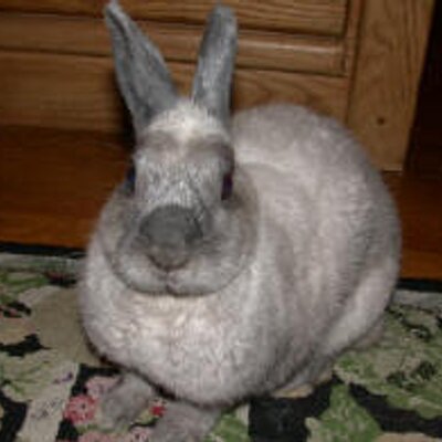 Profile Picture of Catherine Jain (@CatheriJainOv) on Twitter