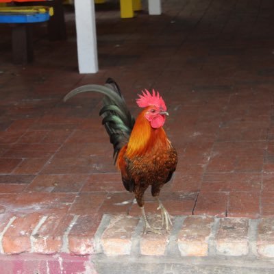 Profile Picture of Soupchief (@AidanJoyce20) on Twitter