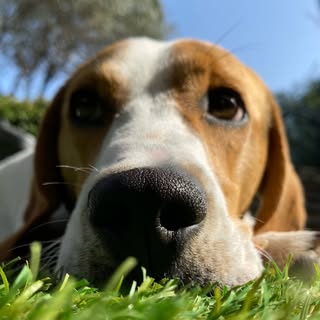 Profile Picture of 𝘽𝘼𝙍𝙍𝙔 🐶🐾 (@barry_beagle) on Instagram