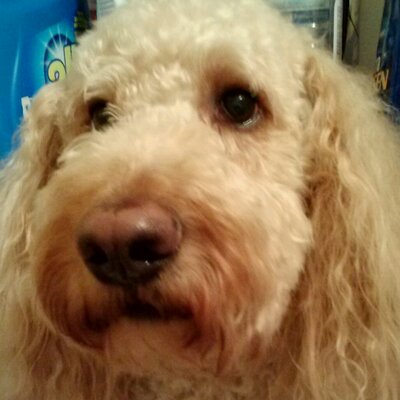 Profile Picture of Jim Neidhart (@jln1021) on Twitter