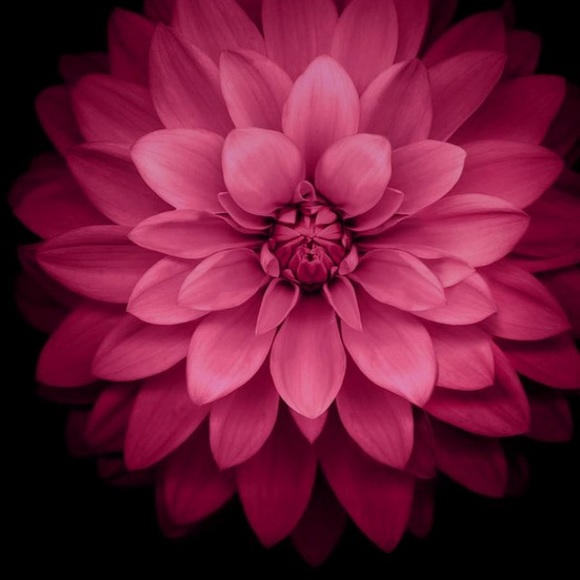 Profile Picture of Paola Aipat (@aphotic) on Poshmark