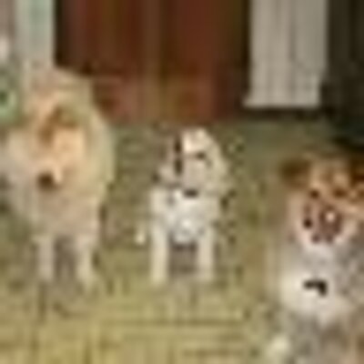 Profile Picture of Tom Schenk (@camper42069) on Twitter