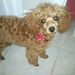 Profile Picture of Lisa Mulkey (@lmulkey138) on Pinterest
