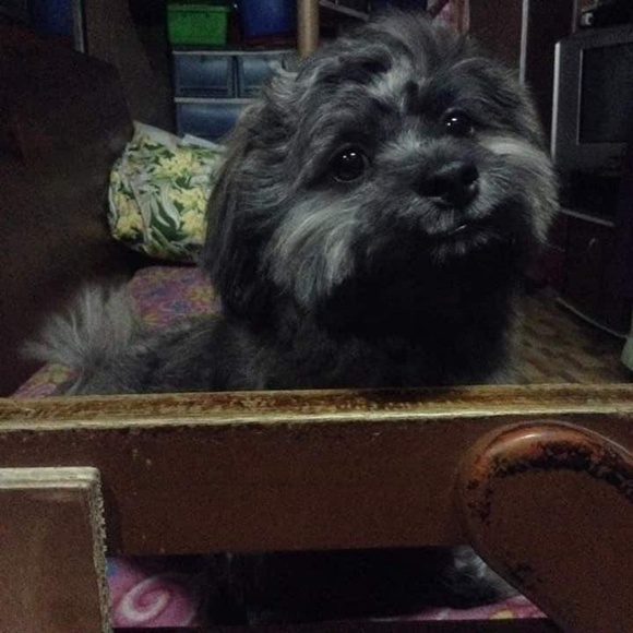 Profile Picture of Kristian dimple f Concepcion (@19773042) on Poshmark