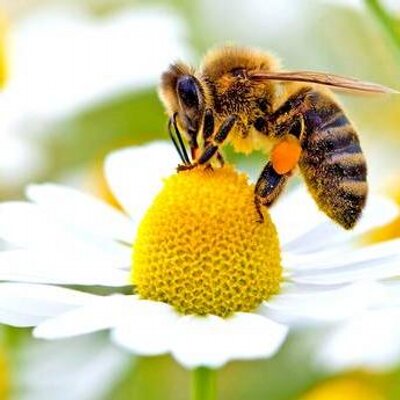 Profile Picture of Andrew Botham (@ABotham) on Twitter
