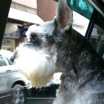 Profile Picture of Scott Hsieh (@doodykimo) on Instagram