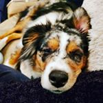 Profile Picture of Murphy Carroll (@murphy_miniausshep) on Instagram