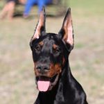 Profile Picture of Catherine Stacey (@deaconthedobie) on Instagram