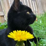 Profile Picture of ava solomon (@cadet_ava) on Instagram