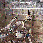 Profile Picture of ming lai (@spark wind) on Flickr