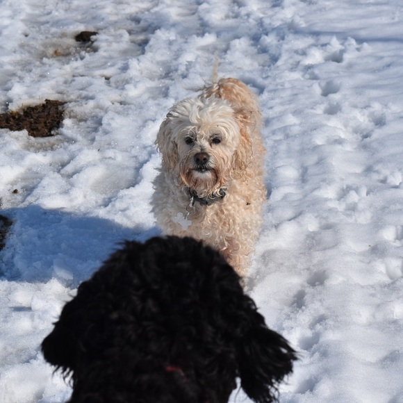 Profile Picture of Amanda Helka (@amandapanda417) on Poshmark