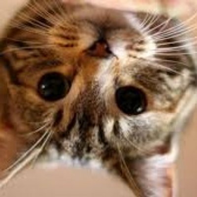 Profile Picture of Julie Haase (@Julz71061) on Twitter