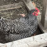 Profile Picture of John Pokas (@hocus_pokas) on Instagram