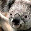 Profile Picture of Amy Fix (@amy.fix6) on Tiktok